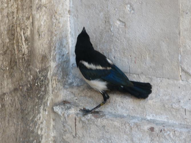 Avifauna humor